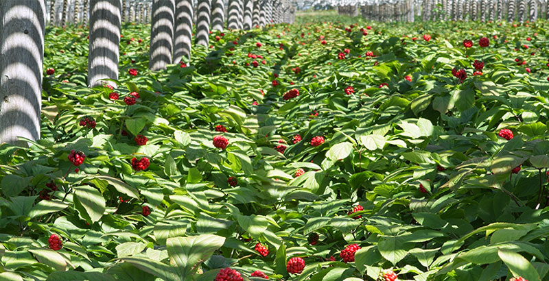 Ginseng Garden in Full Bloom