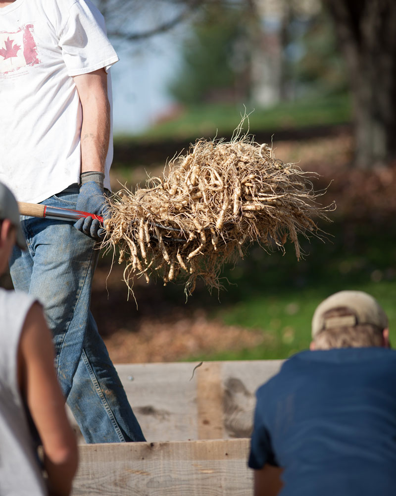 Man Carrying Shovel Full of Wisconsin Ginseng