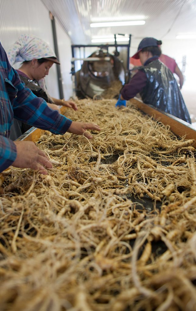 Ginseng du Wisconsin de qualité cueillette à la main de l'agriculteur